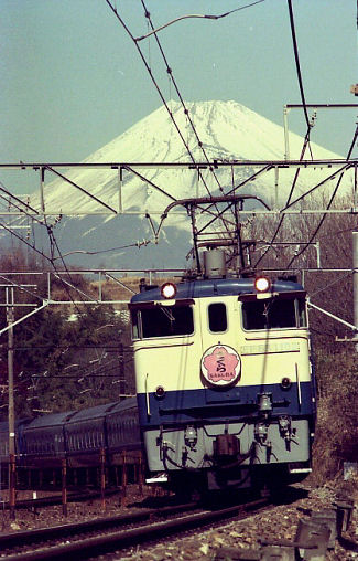 19850225sakura.jpg (57431 �o�C�g)